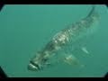 Key Hopping - TARPON at the BRIDGE