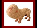 historia del bicho asqueroso historia del bicho asqueroso