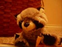 Webkinz Politics- It's a Dog-eat-Turtle-eat-Chicken World