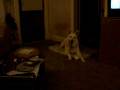 Welcome to my doghouse....
