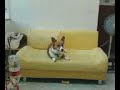 KK作反