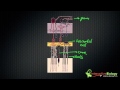 034 How Lateral Inhibition enhances Visual Edges