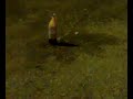 Coca Cola Light e Mentos!!! Mitico! Coca Cola Light e Mentos!!! Mitico!