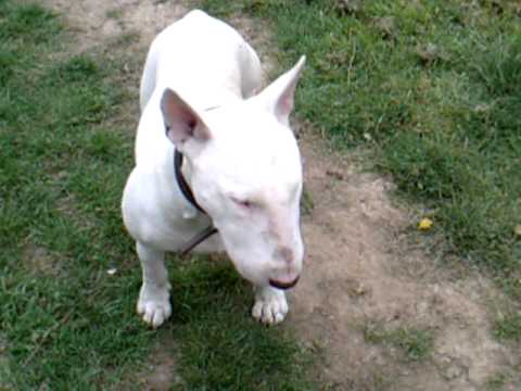 how to train bull terrier
