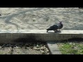 Click here to watch this video プロポーズ大作戦