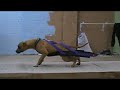 Power weight pull training