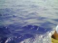 Jay's Blue Marlin