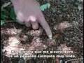 Armadillos on the trail home