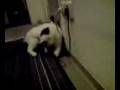 videos de Kater Eumel spielt mit seinen Lolli