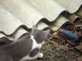 Andriotti Cinegrafista - Mundo Animal (Gato 4)