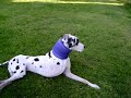 Moose the Wonderdog Part 2  Bone Cancer Acupuncture
