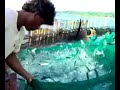 bangus harvest 1