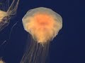 Monterey Bay Aquarium JellyFish
