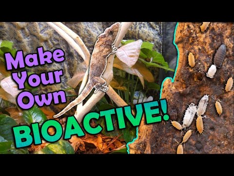 YouTube reptile video