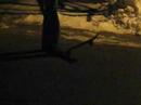 game of skate