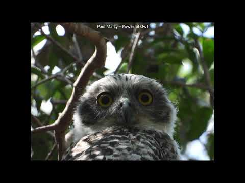 <p>2019 Annual Photoshow</p>
 video thumbnail