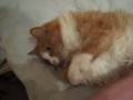 Saarinen, purring