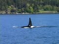 Ruffles the Killer whale