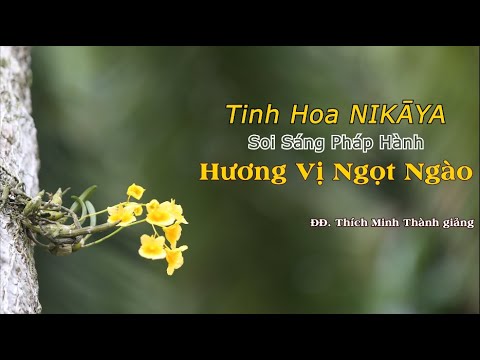 Tinh Hoa NIKAYA - Soi sáng Pháp Hành - Hương Vị Ngọt Ngào