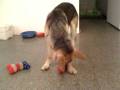 videos de Bacon and his Kong