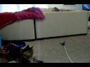 Bengal Kitten and Maine Coon Cat