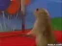 dramatic pervy Chipmunk!