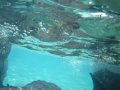 Stingray City Geocache, Cayman Islands