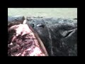 Ballena en Punta Sal