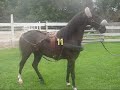 HORSE BREEDS (study guide & test) by Twombly Publishing