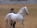 El Aguila de San Felipe - Paso Fino Stallion at Exhibition El Aguila de San Felipe - Paso Fino Stallion at Exhibition
