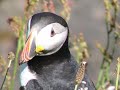 Puffins on Isle of Staffa (Clannad: �irchill an Chreag�in)