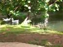 Dancing duck