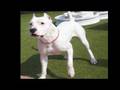 Dogo Argentino video