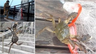 カニアミでモクズガニ釣り、朝潮運河は美味しい肴がいっぱい!!