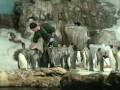 On a hot summers day the coolest place to be is in the penquin exhibit  at Sea World Orlando. Join me for some fun.
