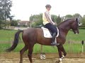 stunning stallion. 6 years old trained and ridden by cathereine durand and m.henriquet