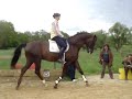 stunning stallion. 6 years old trained and ridden by cathereine durand and m.henriquet