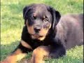 rottweilers are big, beautiful, powerful dogs, trained properly they can become great family pets. learn how to train your rottweiler in this video.  don't forget to rate this video, leave comments and subscribe to my channel.

you can also get my free ebook 