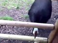 Edinburgh Zoo April '08 Videos + Pics