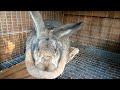 Meat Rabbit Update 5-15-13