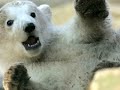 Polar bears cant wait for the next u s  president