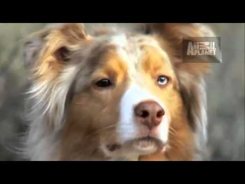 how to care australian shepherd