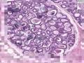 Histología - Glándula mamaria activa