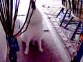samoyed howling