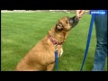 Lucie is available for adoption through the Animal Rescue League of NH.