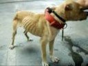 Stop Animal Abuse!2(May make you cry)