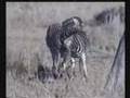 Injured Zebra 