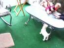 The new dog The new dog