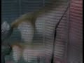 Resident Evil CVX \"Alexia Transforms 3\"