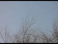 marriage des oiseaux, abyei, sudan